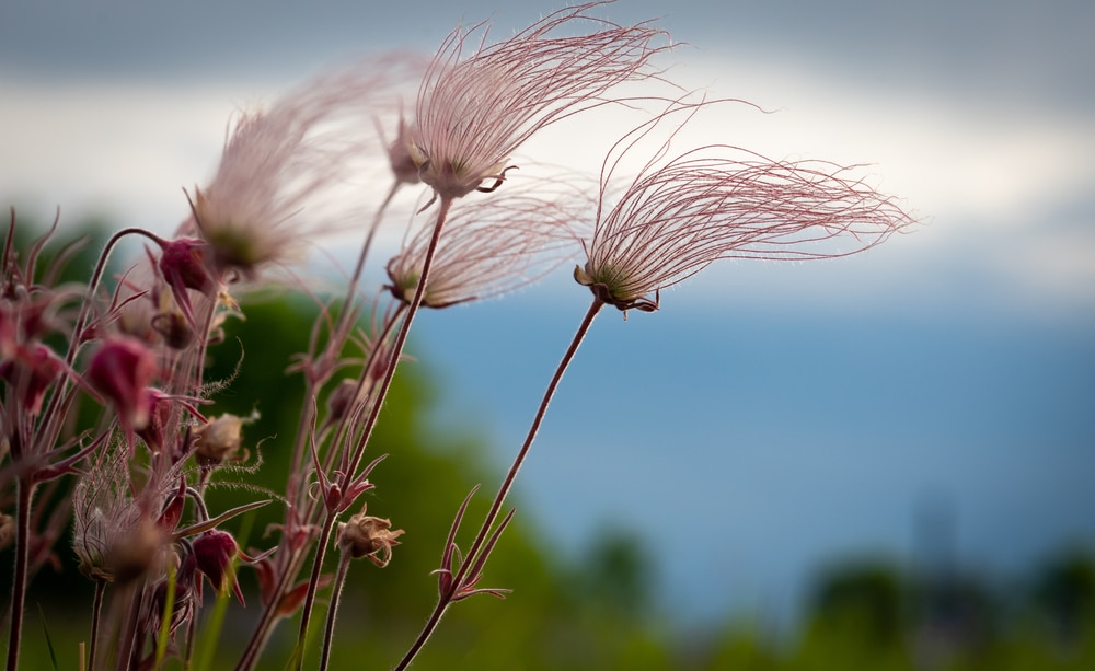 Prairie Pixels